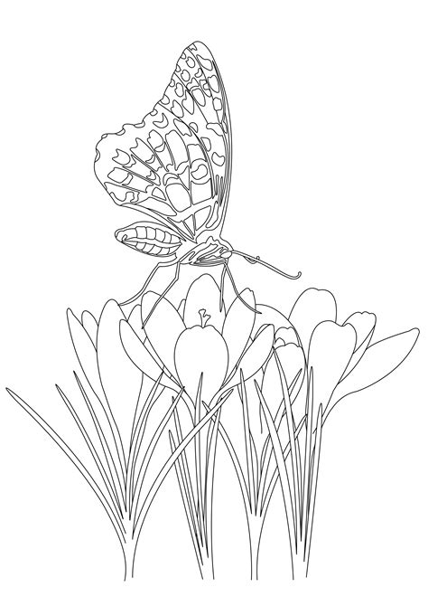 Butterfly On Flowers Butterflies And Insects Coloring Pages For Adults