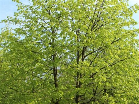 Липа мелколистная и крупнолистная отличия - фото