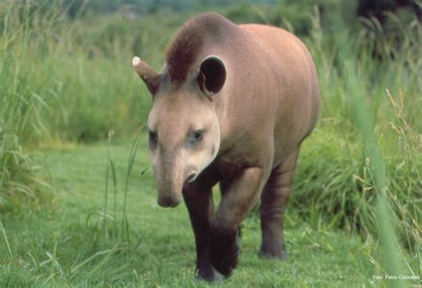 Brazil Tapir Anta Travel Just 4U