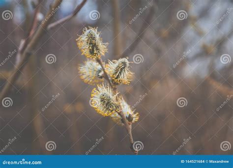 Blooming Willow Branch Beautiful Pussy Willow Flowers Stock Photo Image Of Blossom Early
