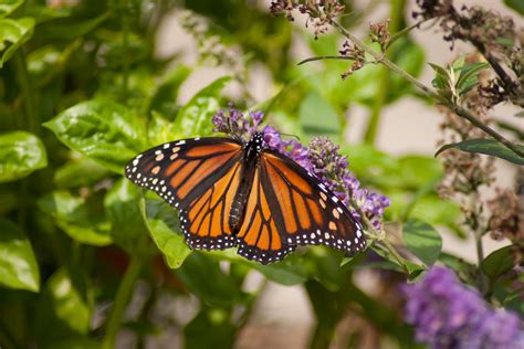 Butterfly Plant Perennials Flowers Perennial Butterfly Plants For Sale