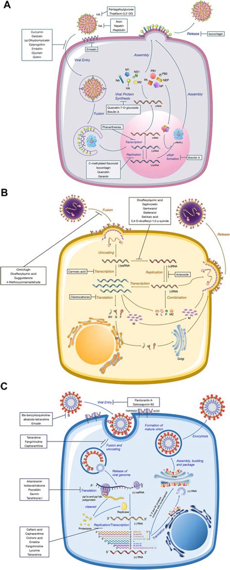 Frontiers Overview Of Viral Pneumonia Associated With Influenza Virus