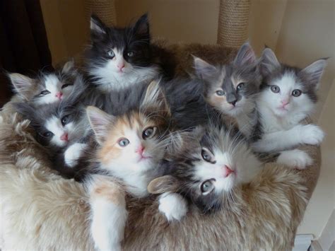 Norwegian forest cat for adoption and rehoming | Facebook