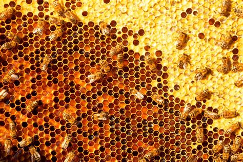 Premium Photo Honey Bees On Honey Pollen Frames Closeup
