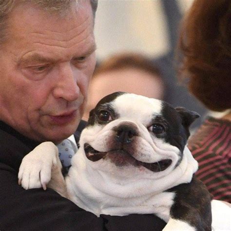 meet  official  dog  finland dogs  beanocom