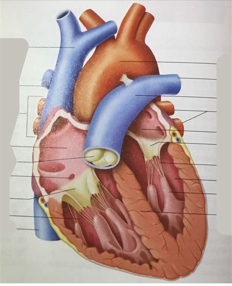 Heart Labeling Diagram Quizlet