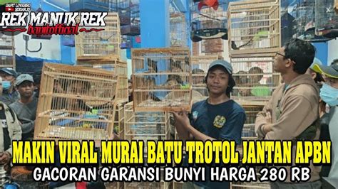 Makin Viral Murai Batu Trotol Jantan Apbn Gacoran Garansi Bunyi Harga