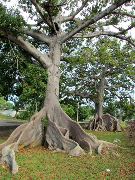 Puerto RicoQuebradillas Las 2 Ceibas Ceiba Puerto Rican Culture