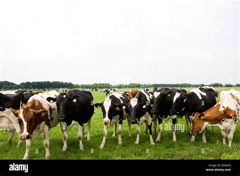 Holstein Friesian cows Stock Photo - Alamy