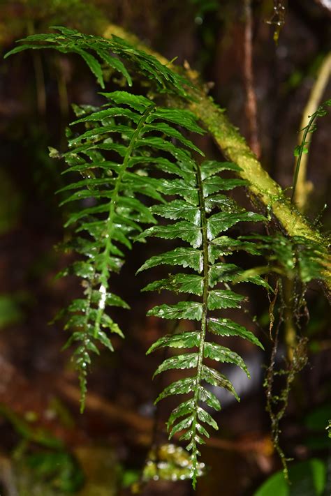 Asplenium Auriculatum Ferns And Lycophytes Of The World