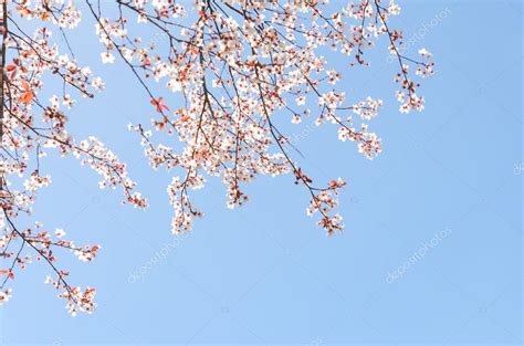 Rami Fioriti Di Primavera Di Ciliegio Foto Stock Servickuz