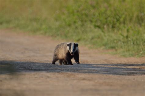 Астраханский барсук - 54 фото