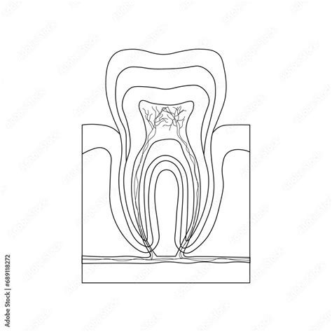 Structure Of Teeth Diagram Parts Of Teeth Enamel Dentin Pulp Cavity
