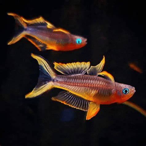 Fork Tailcelebes Rainbow Fish Pair