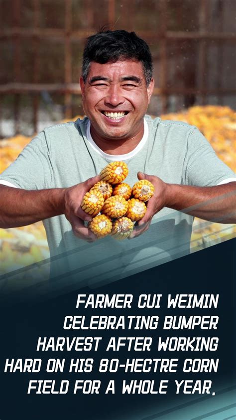 Богата реколта от зърно в Китай | Още една добра реколта от царевица за ...