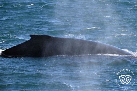 Western Australia Whale Watching Whale Watch Western Australia