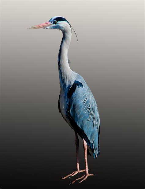 Free photo: Blue Heron - Animal, Bird, Blue - Free Download - Jooinn