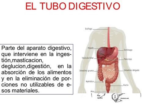 Tubo digestivo