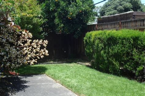 Looking Back Naked Incense And Other Poems San Jose Public Library