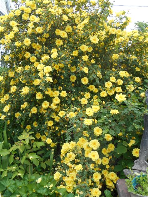 Yellow Rose Bush | Rose bush, Yellow roses, Rose