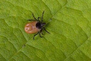 Foco na doença de Lyme Vulgaris medical