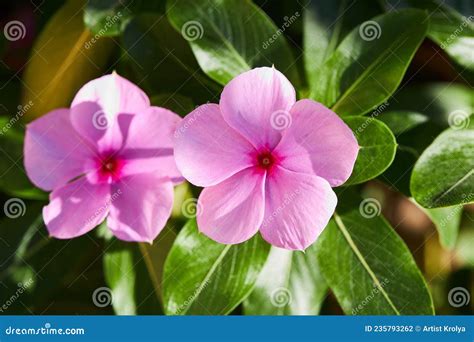 Close Up Of Beautiful Pink Catharanthus Roseus It Is Also Known As