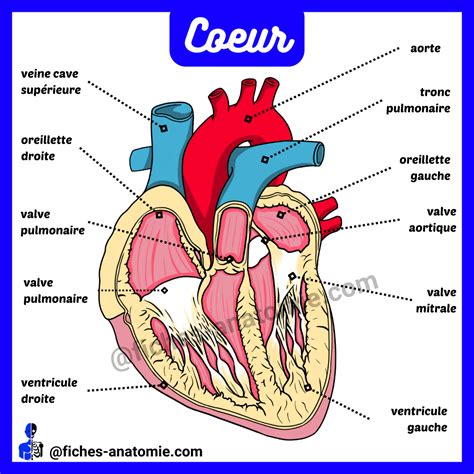Anatomie du cœur - fiches-anatomie.com