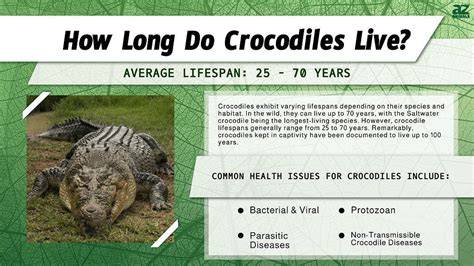 Crocodile Lifespan: How Long Do Crocodiles Live? - A-Z Animals