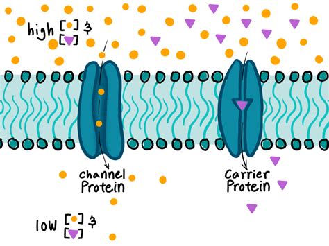 Topic 2.7: Facilitated Diffusion Diagram | Quizlet