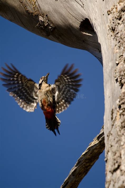 hembra de gran picor de carpintero  vuela  comida  su nido