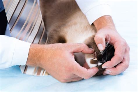 Vet Checks The Health Of A Cat Stock Photo Image Of Diagnostic