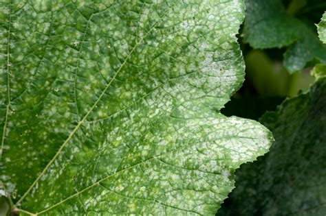 Erdbeeren schützen So halten Sie Krankheiten Schädlinge etc fern