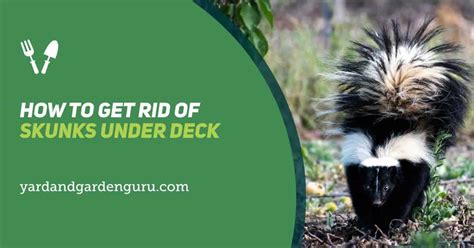 How To Get Rid Of Skunks Under Deck