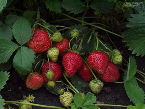 Земляника садовая Елизавета 2 (5шт) - купить с доставкой по выгодным ...