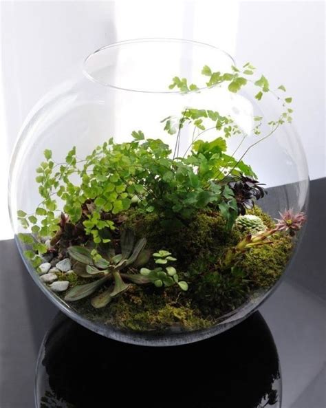 Как сделать флорариум своими руками | Terrarium, Garden terrarium ...