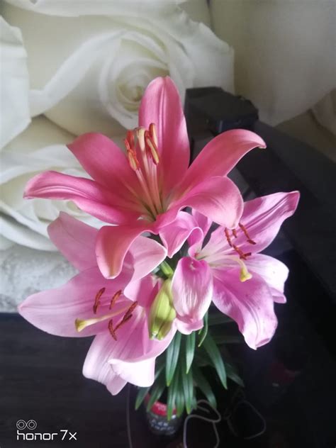 Луковица Лилия азиатская Блэк Чарм 2шт 373740 купить с доставкой в ...