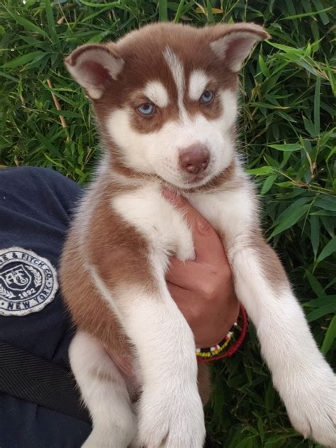 Husky Siberiano Cachorros Huskys Siberianos 500000 En Mercado Libre