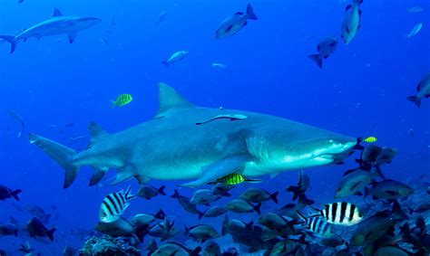 fiji landmark attractions outlook travel magazine