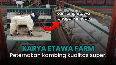 Peternakan Penghasil Kambing BerkualitasKARYA ETAWA FARM YouTube