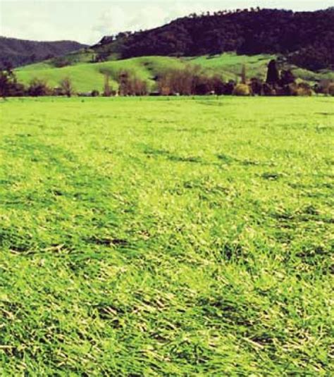 Pasture Grass Seeds Bred To Perform Under Australian Conditions