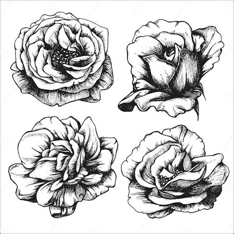 Set Of Highly Detailed Hand Drawn Roses Stock Vector Illustration Of