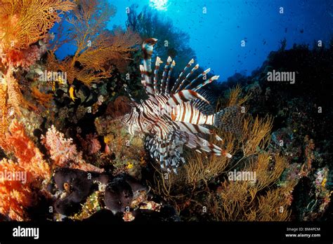 Lionfish In Coral Reef Pterois Volitans South Pacific Solomones