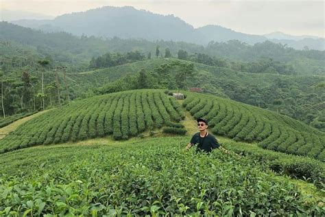 Kebun Teh Cikuya Objek Wisata Alam Di Selatan Lebak Banten Kabar