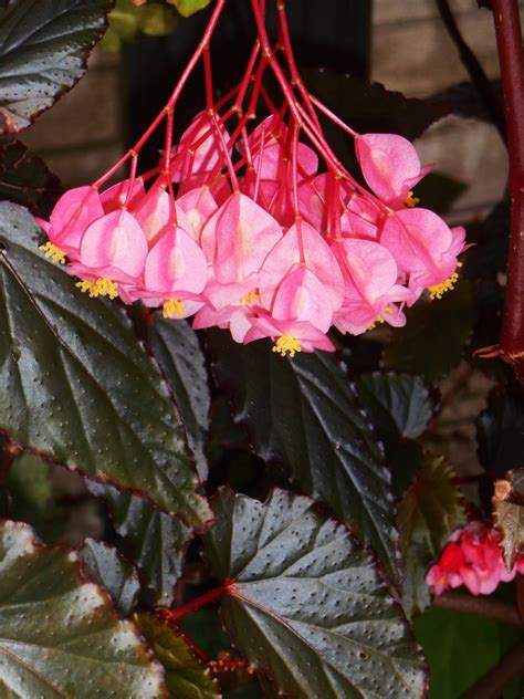 “Arabian Sunset” | Forest Garden