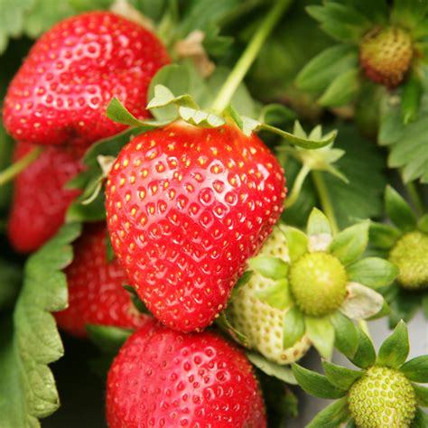 Bio Erdbeere 'Delizz' (Fragaria x ananasa 'Delizz') kaufen – Mein