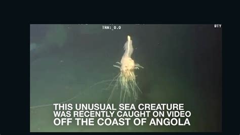 Rare Flying Spaghetti Monster Caught On Video Cnn Video