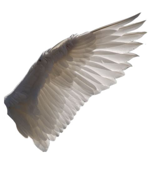 Free Wing, Download Free Wing png images, Free ClipArts on Clipart Library
