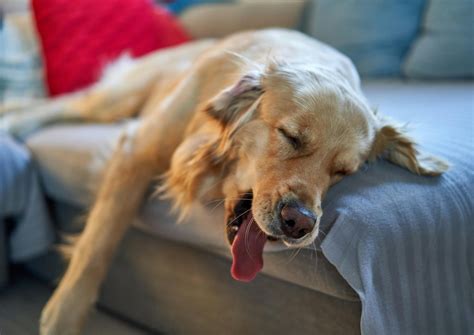 Explore the Best Trazodone for Dogs