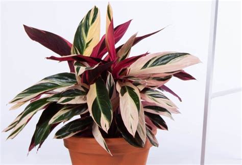 Строманта (50 фото) - виды, посадка и уход в домашних условиях