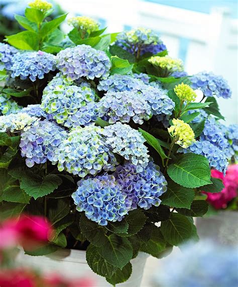 Купить саженцы Гортензия крупнолистная Hydrangea macrophylla Magical ...